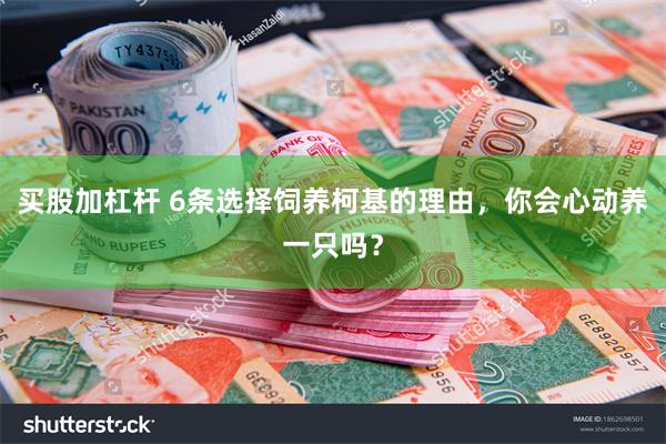 买股加杠杆 6条选择饲养柯基的理由，你会心动养一只吗？